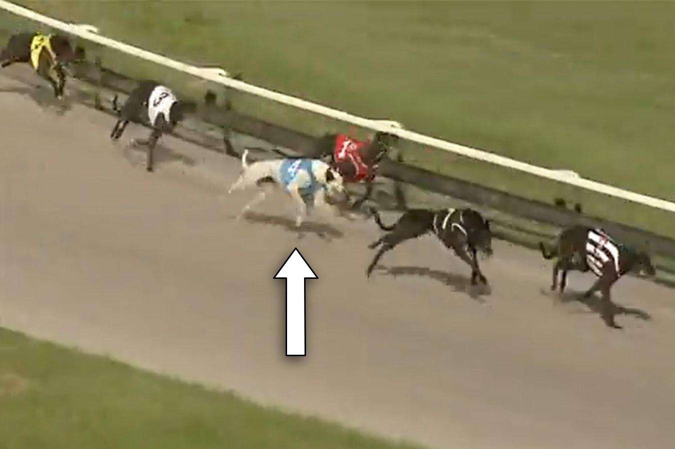 Win of the year: Greyhound comes from nowhere at Albion Park
