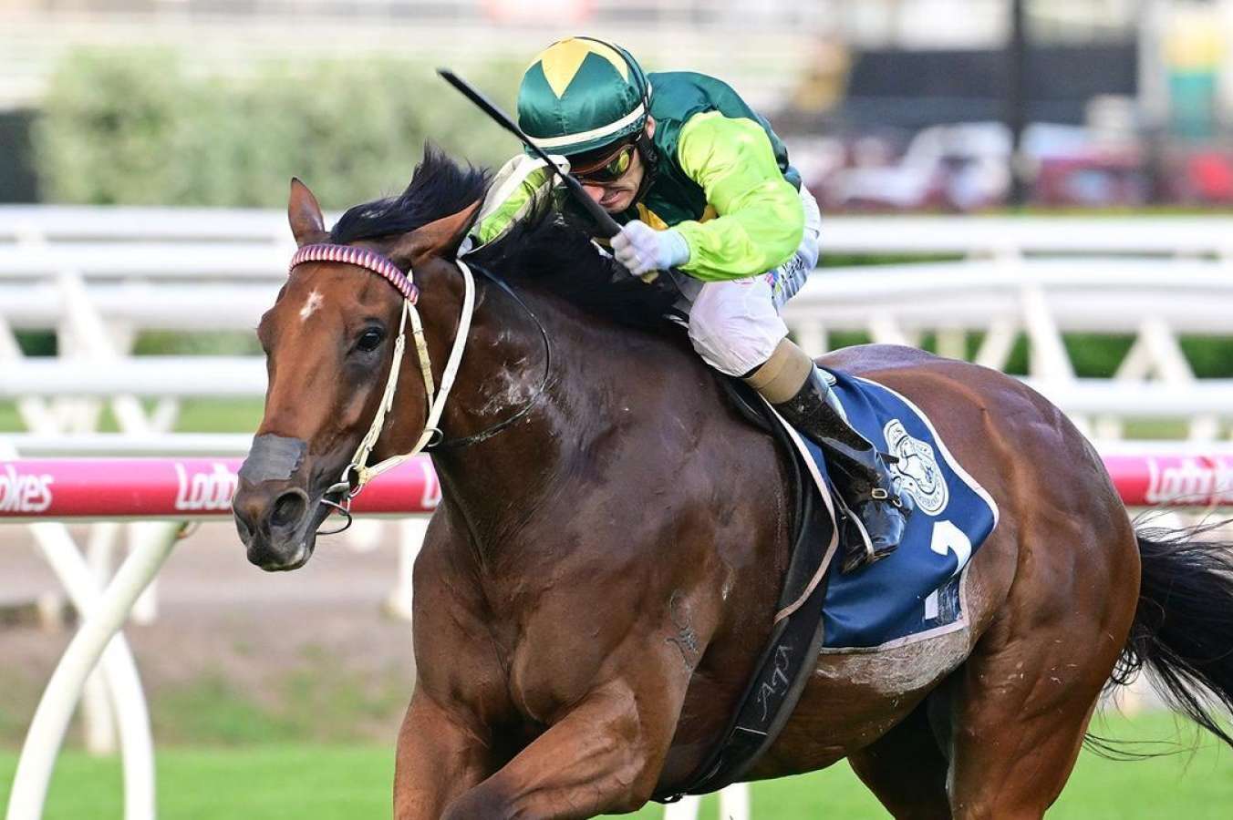 The Epsom Handicap is on the agenda again for Yellow Brick.