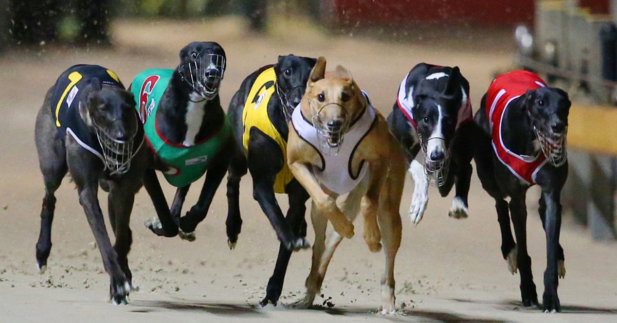 Victorian Trainer Suspended By Stewards Greyhound Recorder
