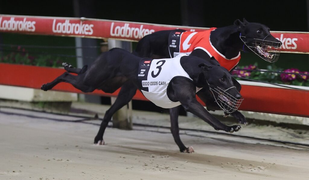 Big Irish Offer Refused For Good Odds Cobber - Greyhound Recorder