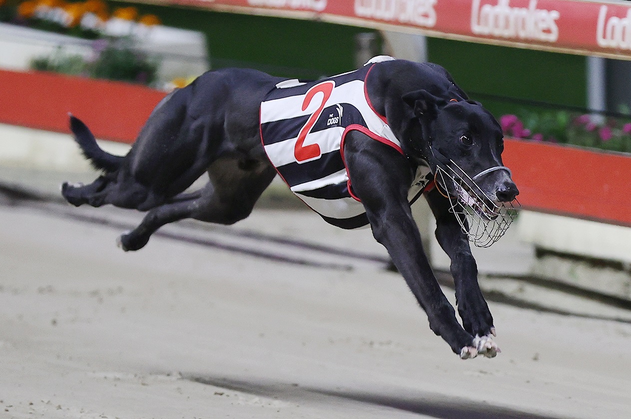 Golden Chase 2020 Leaderboard - NZ Greyhound Racing