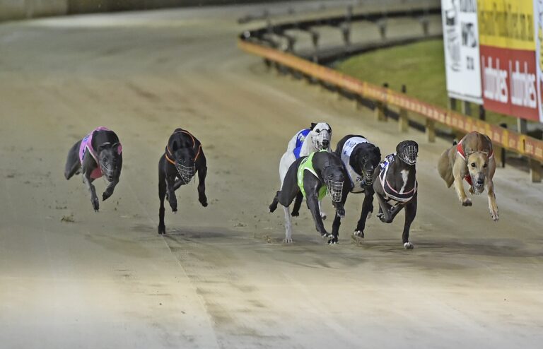 News Article: Tips For Dubbo, The Gardens, Wentworth Park