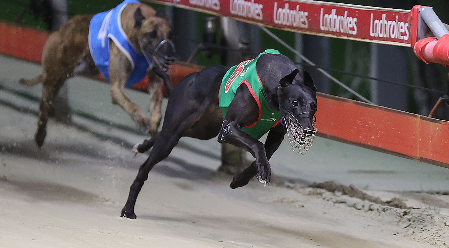 Wagga Greyhound Tips 23/8/2024 Expert Picks & Predictions