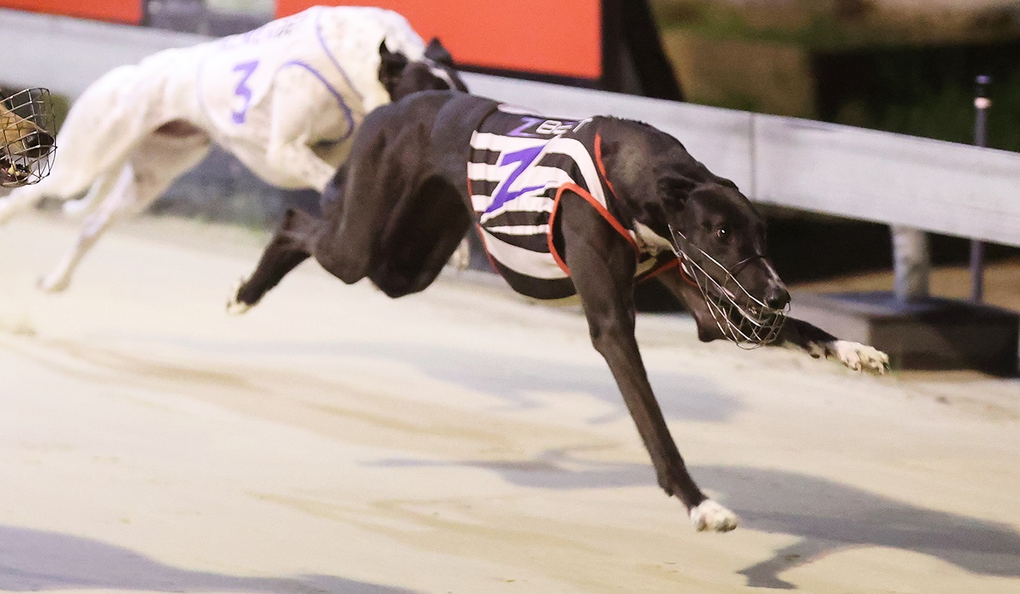 NOWRA Puppy Classic finalist Queen Linda is one of the greyhounds responsible for boosting 83-year-old David Sundstrom's spirits.