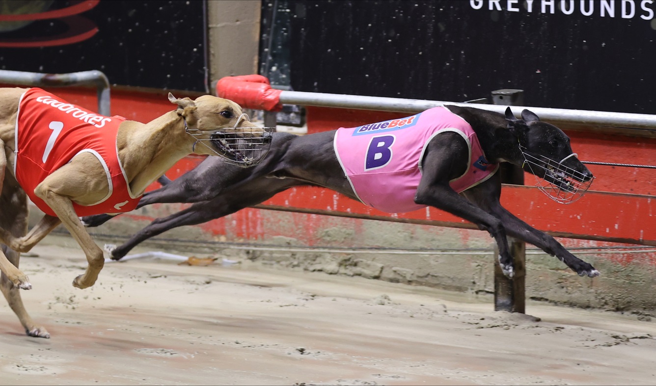 Brooklyn Brute Ready For Debut 600m Test - Greyhound Recorder