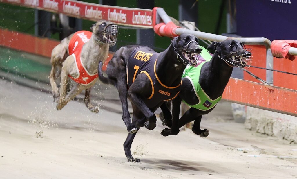 Epic 600m Clash To Set Country Classic Tone - Greyhound Recorder
