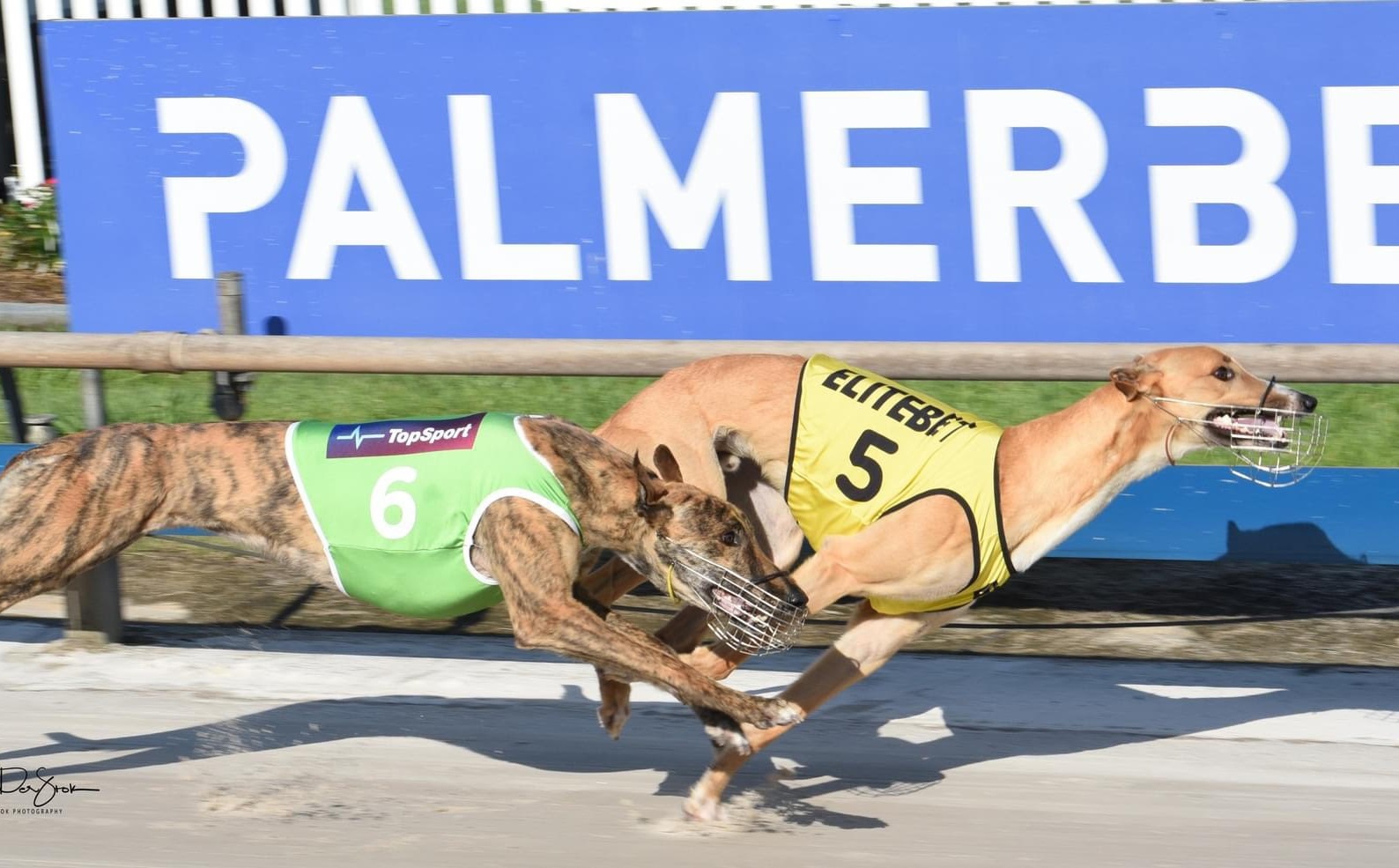 Olling Racing To Repay Dave's Great Gratitude - Greyhound Recorder