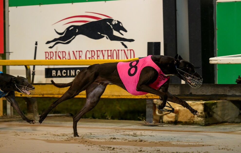 Red Dirt Road Ruled Out Of Topgun Stayers Greyhound Recorder