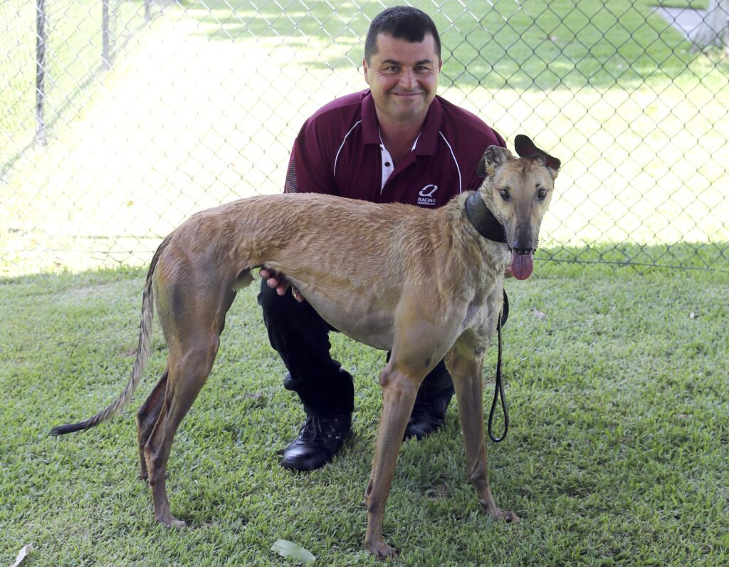 Bernardo Beast Sidelined For Extended Period - Greyhound Recorder