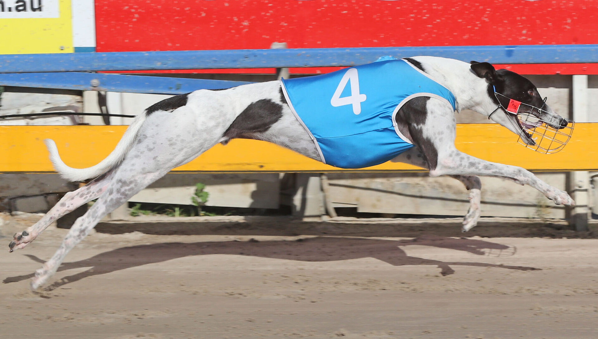 MULTIPLE track record breaker Barefoot Zulu makes his long-awaited return to racing in a lowly 4th-5th Grade at Capalaba on Sunday afternoon.