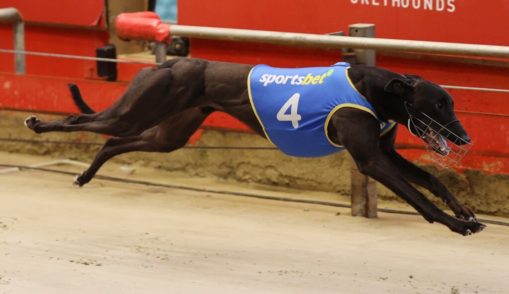 Epic 600m Clash To Set Country Classic Tone - Greyhound Recorder