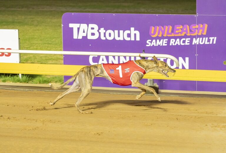 Tomerong Doll Greyhound Form Stats News