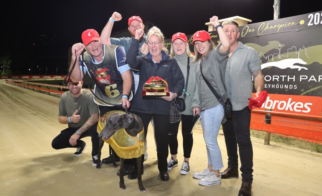 Power And Glory At Stud Dog - The Greyhound Recorder