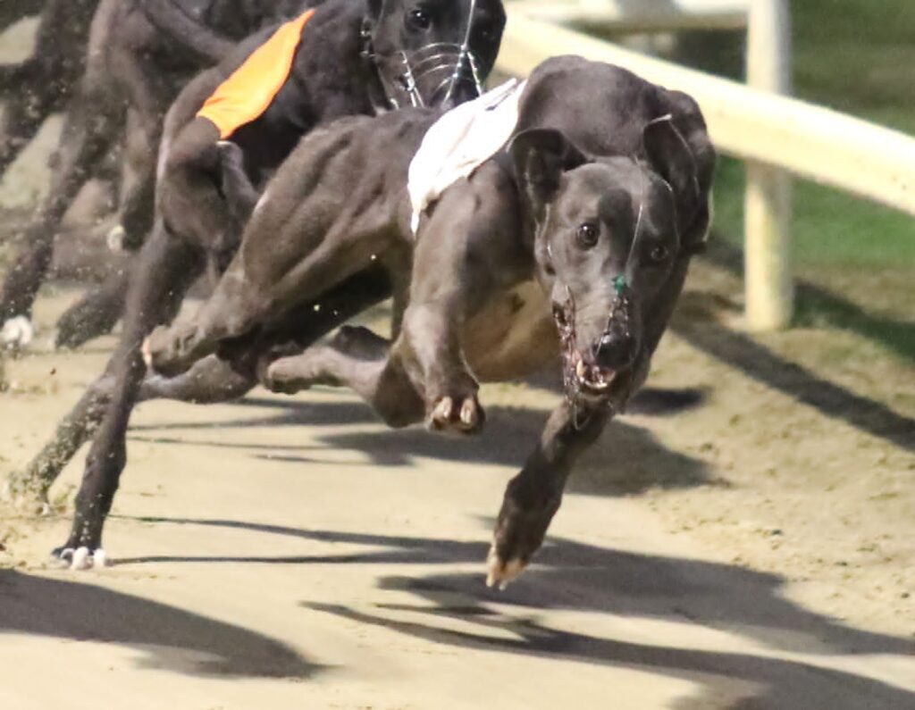 Irish Invaders Advance In Group 1 English Derby - Greyhound Recorder