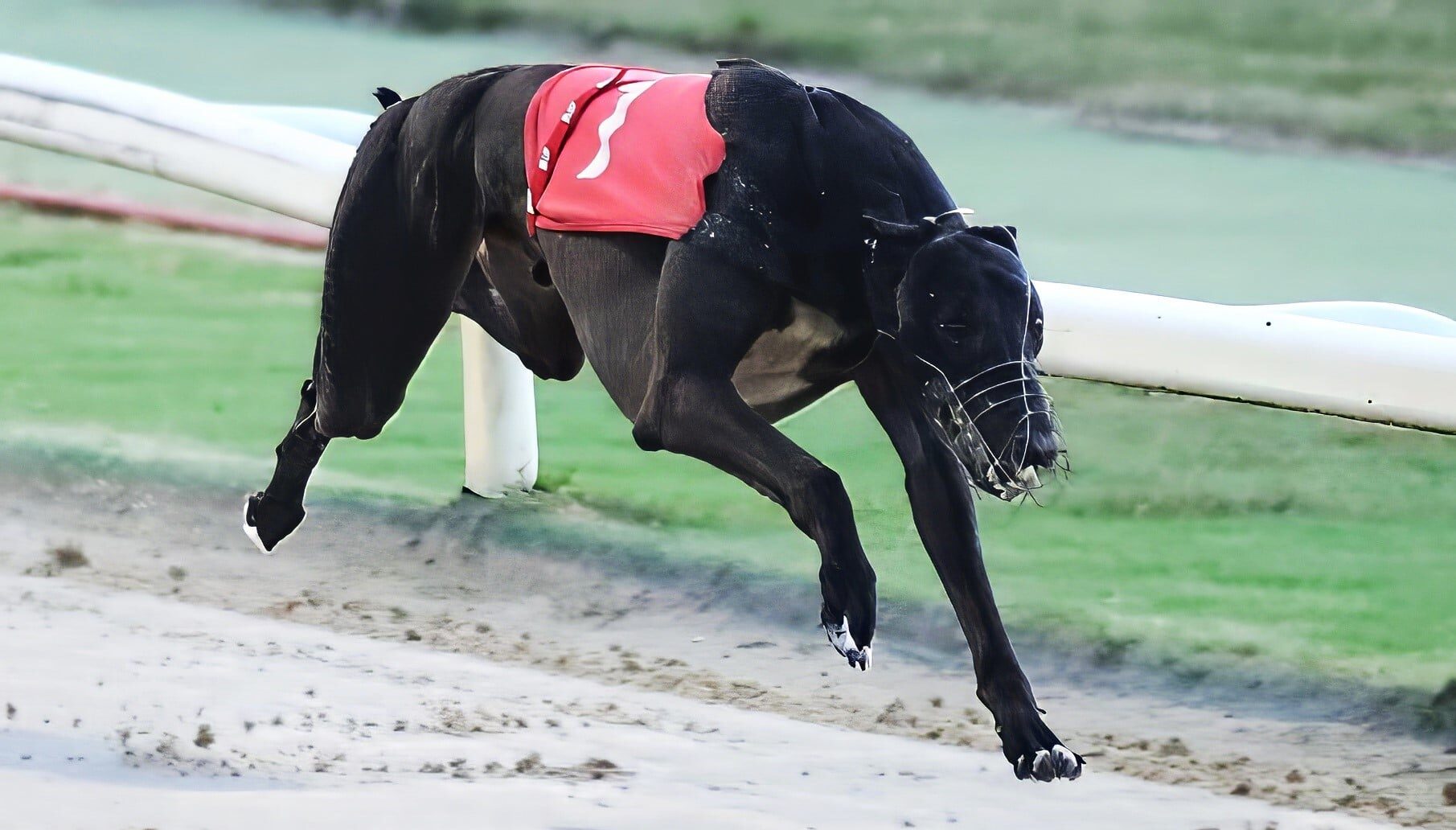 IN a powerful display, the talented Droopys Plunge has claimed the coveted Group 1 English Derby Final for connections.