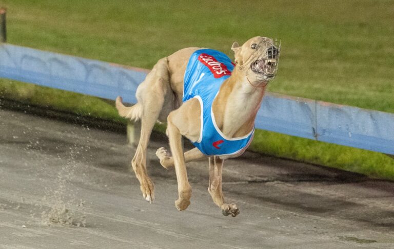 News Article: Sprint Stars Set Up Epic Grafton Cup Decider