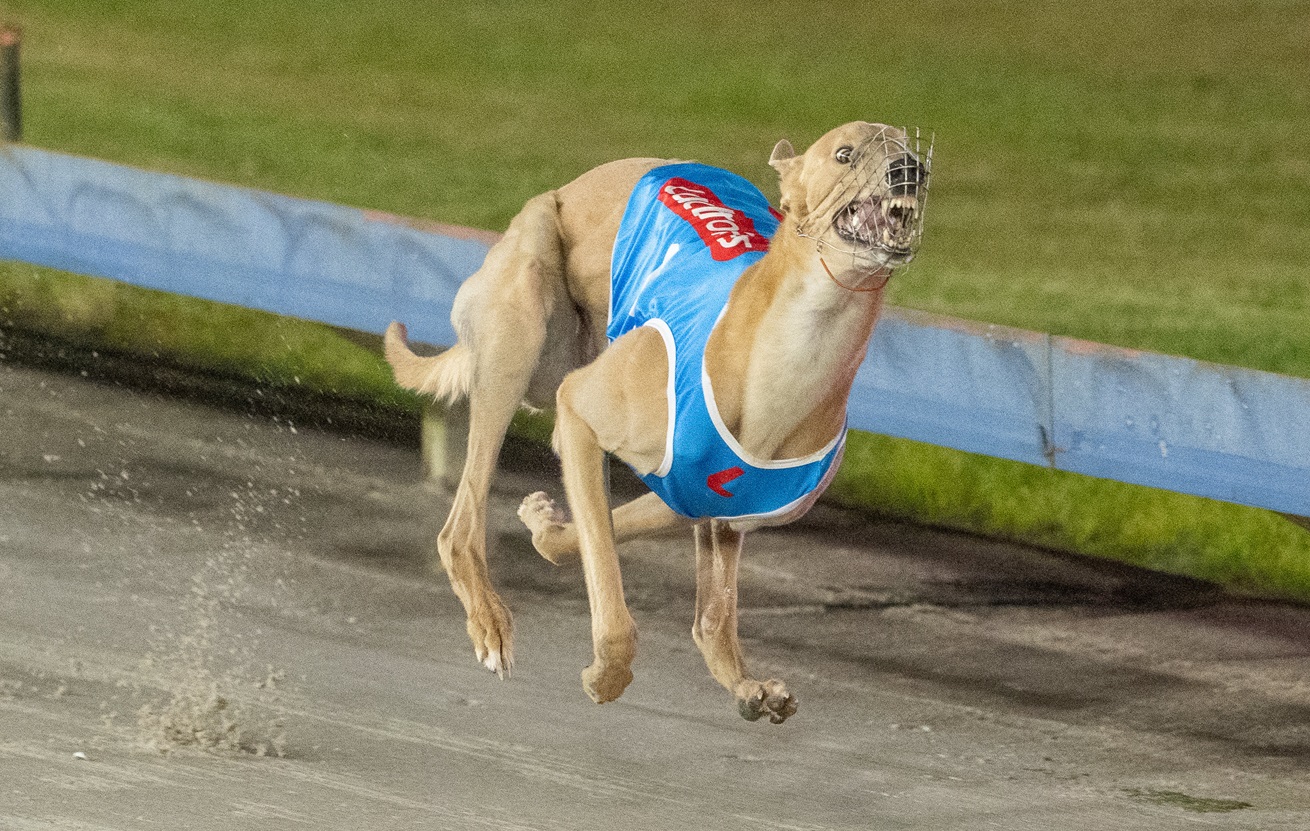 SUPER sprinter Badger’s Beast went up a notch when winning his heat of the Group 3 Grafton Cup (450m) on Thursday afternoon.
