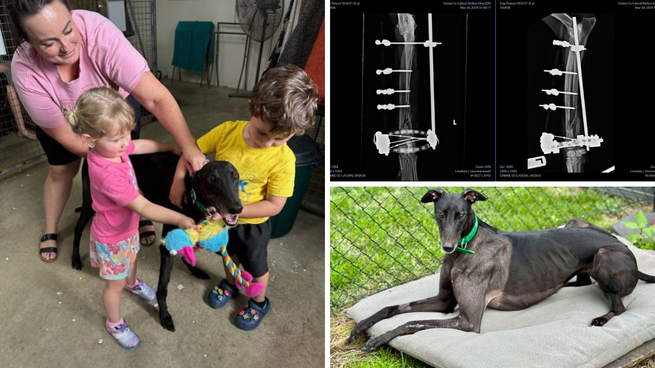 CHAMPION stayer Valpolicella, Greyhound of the Year for 2024 in both Queensland and NSW, has made a perfect recovery from a broken leg.