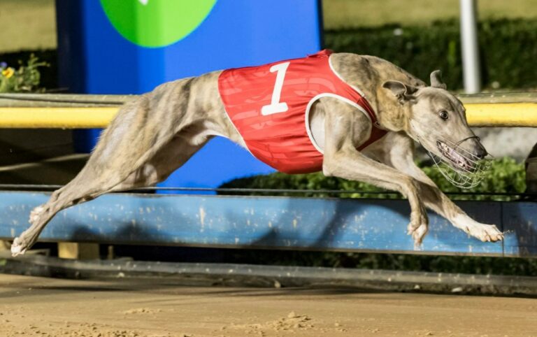 News Article: Delbridge Declares Best Of His Grafton Cup Trio