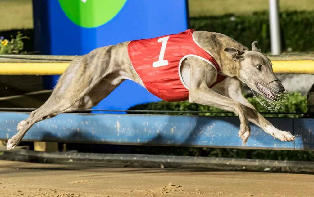 MARK Delbridge admits the Grafton Cup has been an afterthought but the kennel’s three runners all head into the series in fabulous form.