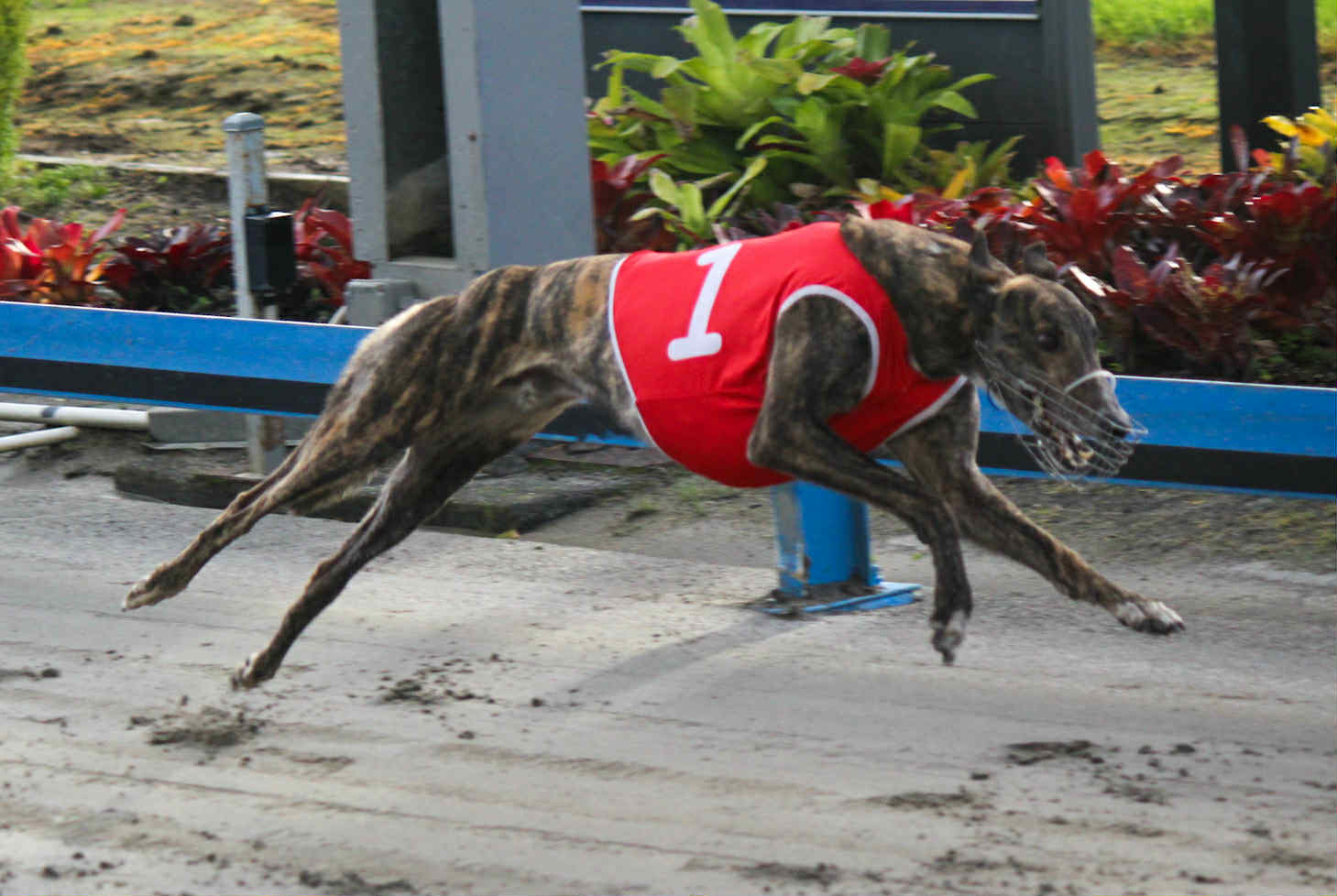 TRAINER Craig Roberts admits a minor issue out of Xisco Bale's recent run won't impact his chances ahead of his South Island Championship tilt.