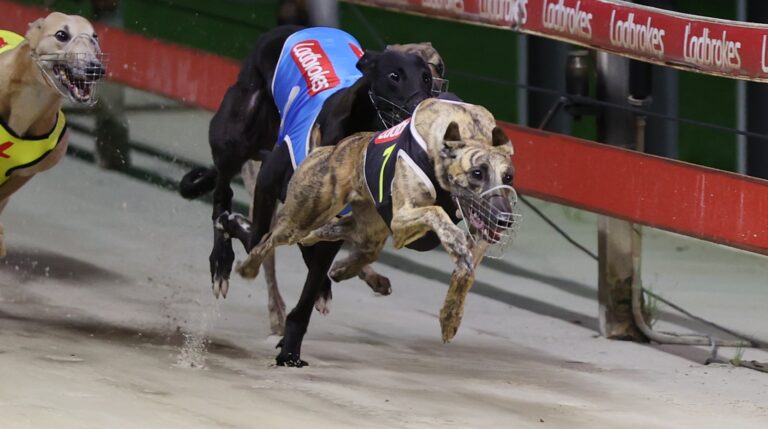 News Article: Wentworth Park Preview: Taormina Hot To Trot