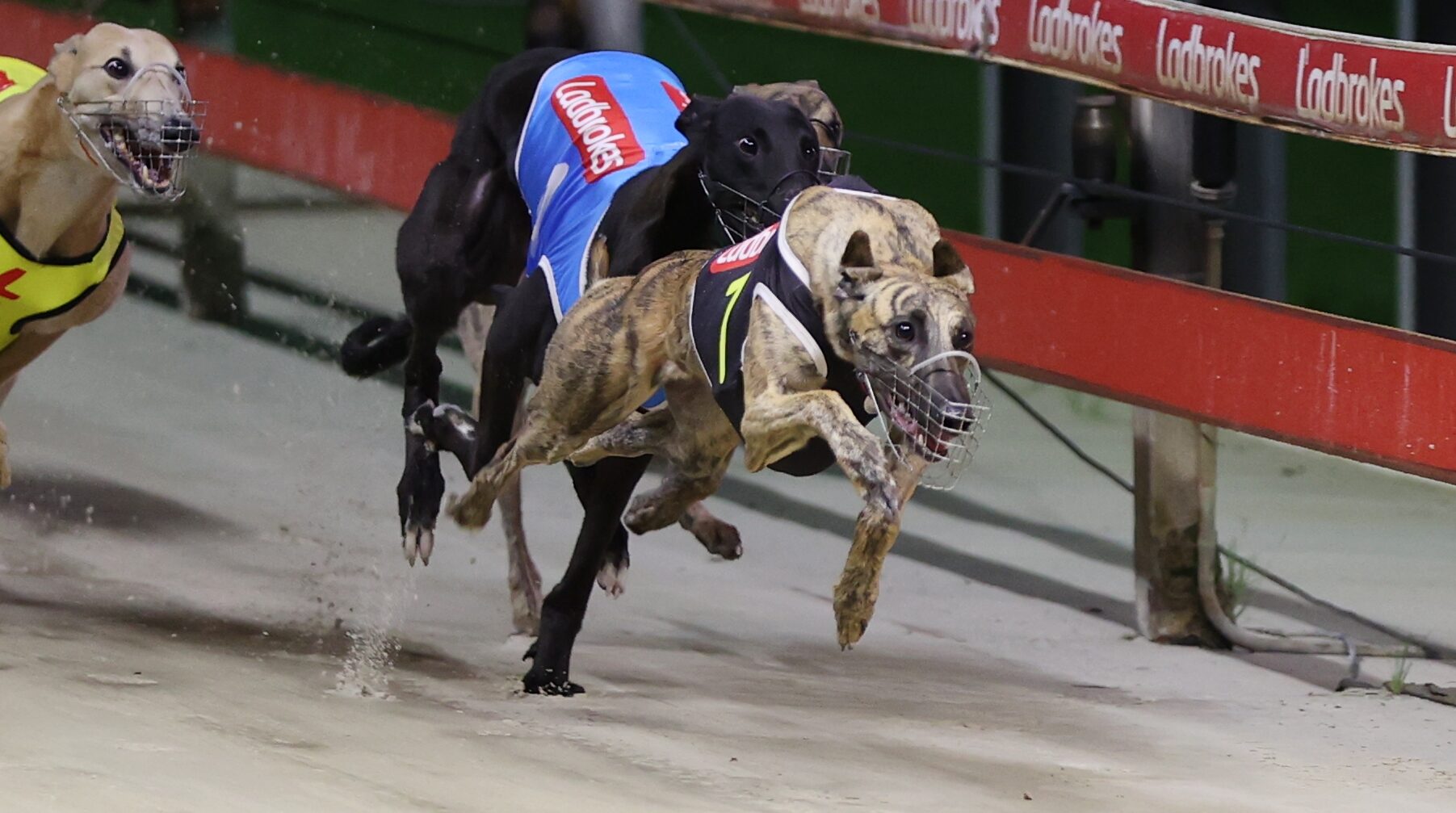 Adam Dobbin and Clinton Payne preview all of Saturday night’s program of racing at Sydney's Wentworth Park with 10 races to be decided.