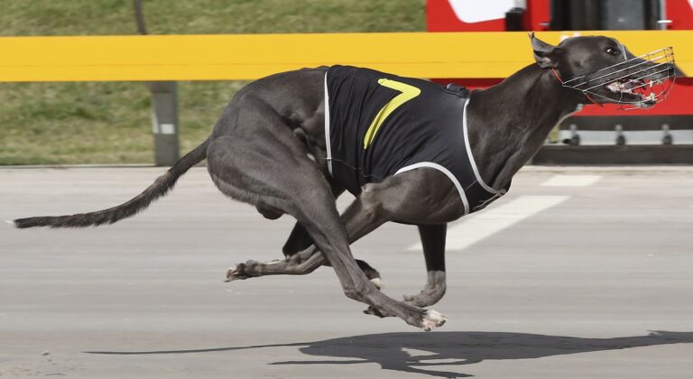 News Article: SA Star Sweeps Into Straight Track Mix