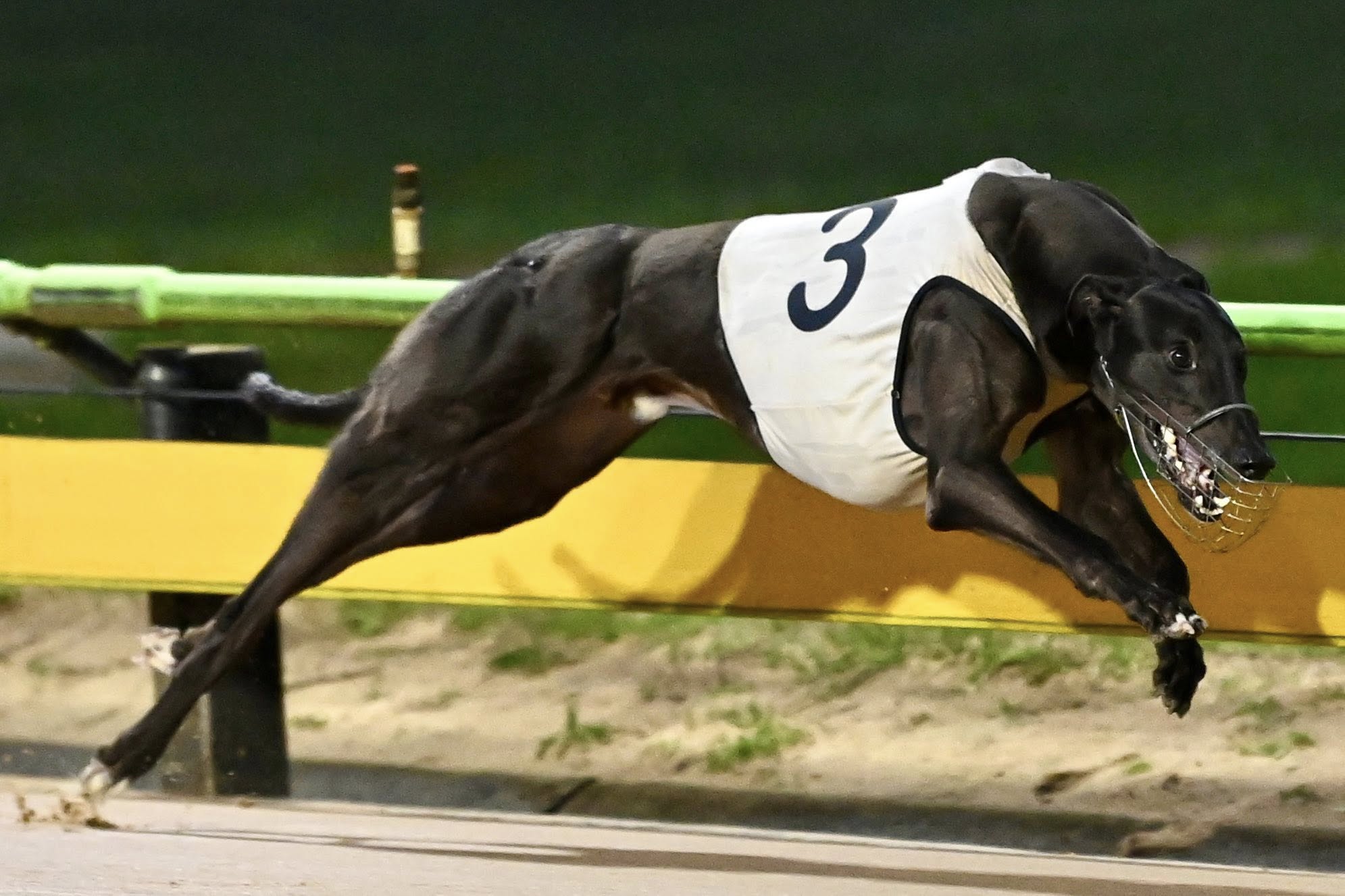 Canya Tornado Thunders Into Shootout Mix - Greyhound Recorder