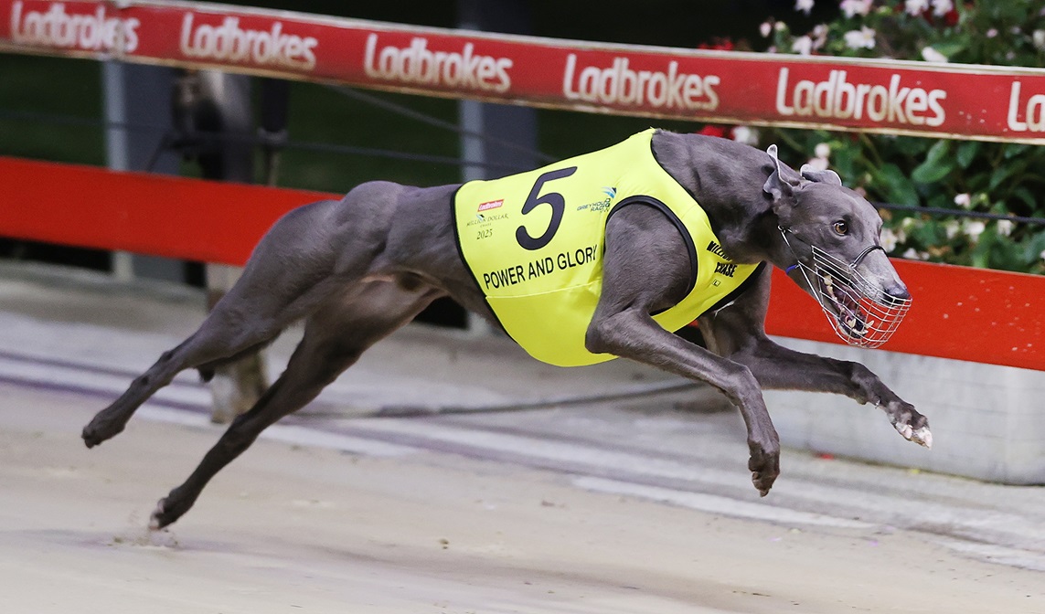 NSW Greyhound Of The Year Finalists Unveiled - Greyhound Recorder