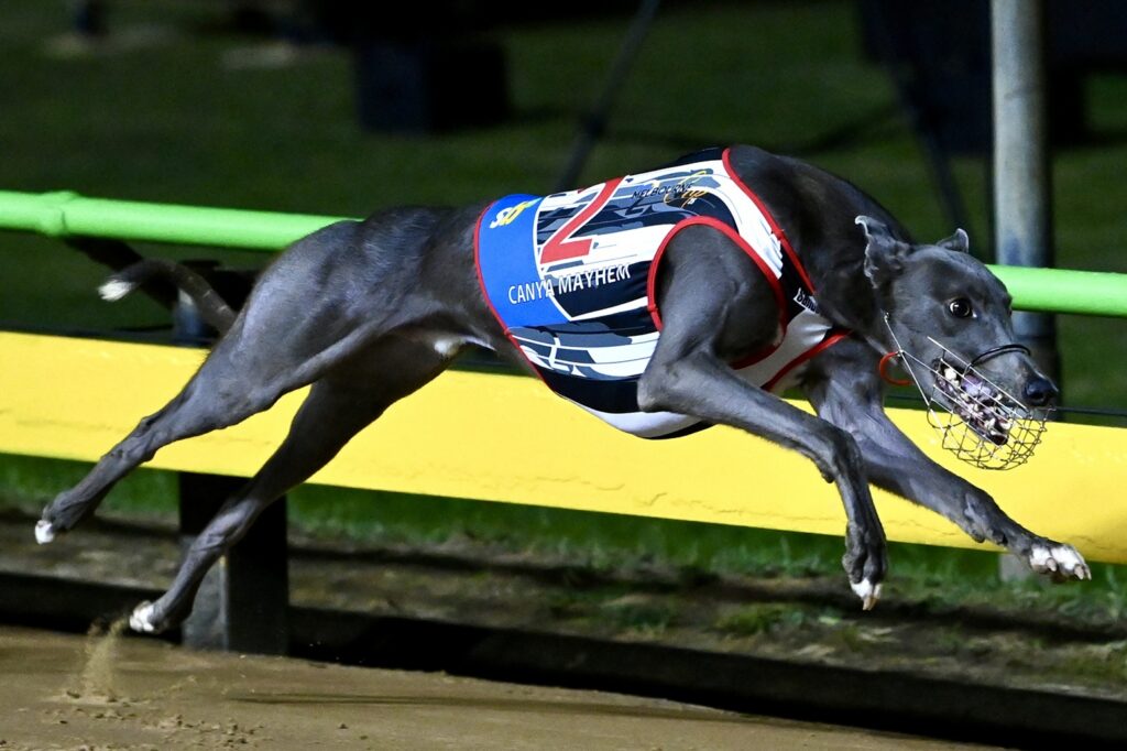 Canya Mayhem's Brisbane Cup Bid In The Balance - Greyhound Recorder