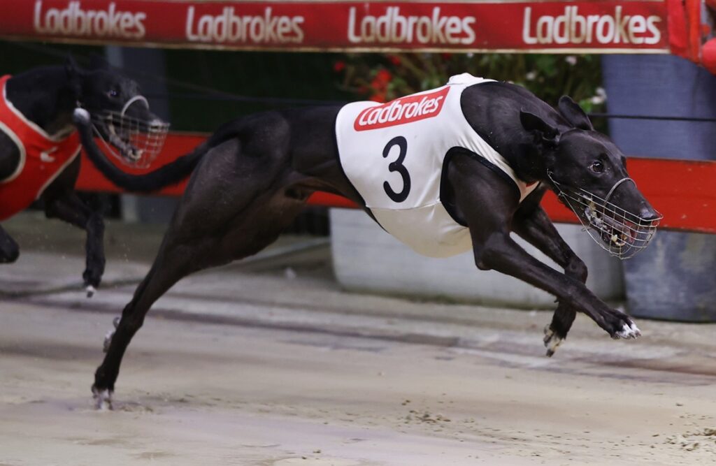 Nowra Celebrating 50 Years Of Greyhound Racing - Greyhound Recorder