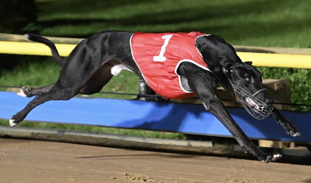 Dramatic Drop Caps Dramatical Caps Meteoric Rise To Superstardom - Greyhound Recorder