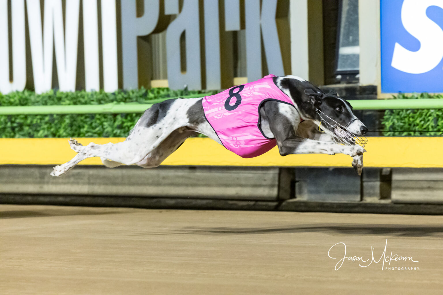 Ross The Boss Creates Middle Distance Dilemma - Greyhound Recorder
